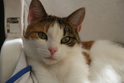 Close-up portrait of a cat