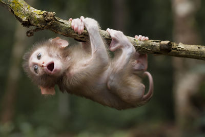 Cute monkeys and where they life in nature