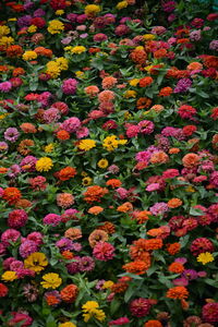 Full frame shot of flowering plants