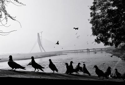 Flock of birds in the sea