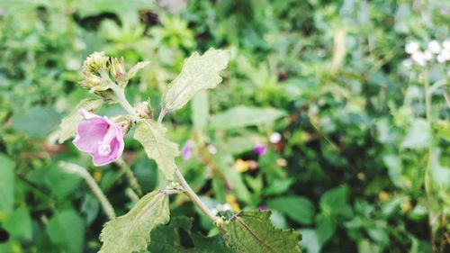 Close-up of pink flowering plant