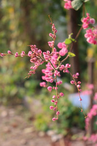 Close-up of pink flowering plants