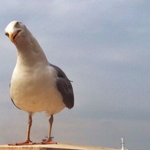 Seagull perching on railing