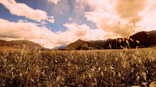 Scenic view of field against sky