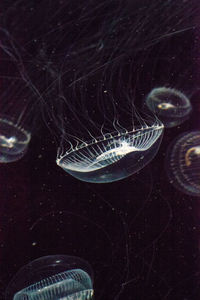 Close-up of jellyfishes swimming in sea