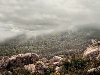 Fog covering slope of pine trees