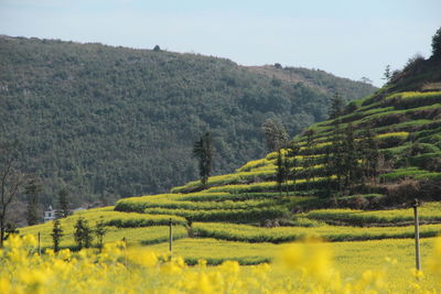 Scenic view of agricultural field against sky