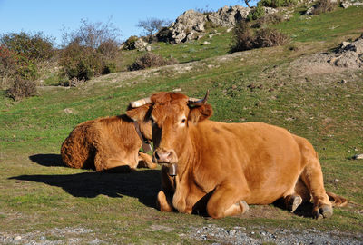 Cows in a field