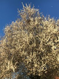 Low angle view of flowering plant against clear blue sky