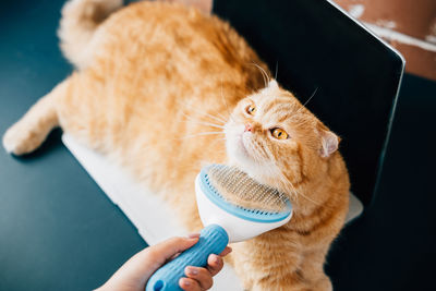 Close-up of cat sitting on sofa at home