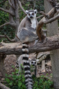 A ring-tailed lemur in the zoo