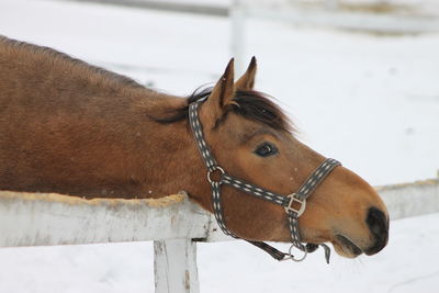 Close-up of horse