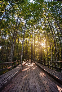 Boardwalk amidst trees in forest