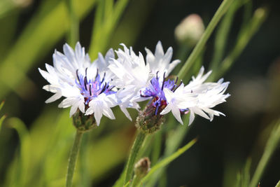 Close-up of insect on purple flower