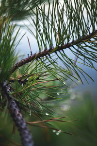 Close-up of raindrops on tree