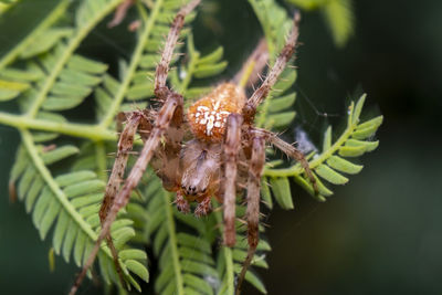 Close-up of spider on plant