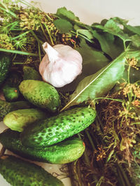 High angle view of vegetables on plant