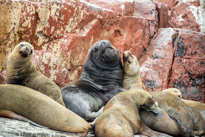 Sea lions on rock