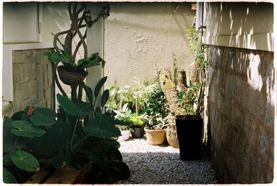 Potted plants against wall in yard