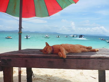 Horse resting on beach against sky