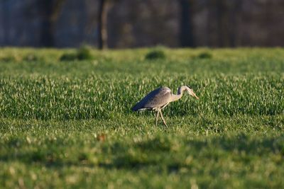 Side view of a gray heron on field
