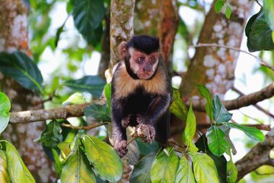 Portrait of monkey on tree branch