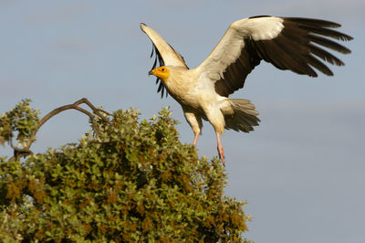 Low angle view of bird flying