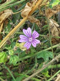 Close-up of purple flower