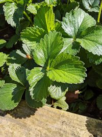 High angle view of green leaves on plant