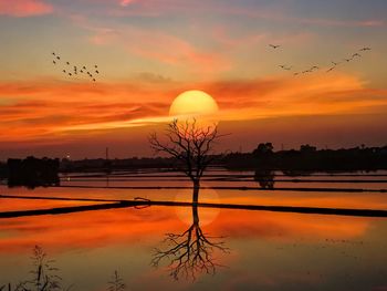 Silhouette birds flying against orange sky