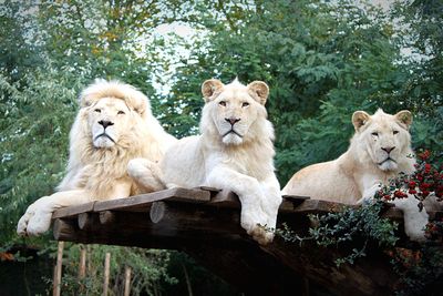 Lion and lioness sitting on table against trees