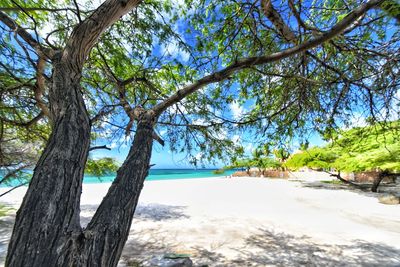 Trees on shore against sky