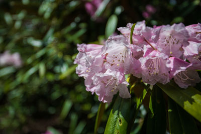 Close-up of wet pink flowering plant