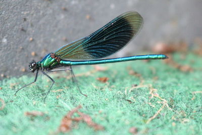 Close-up of caterpillar on leaf