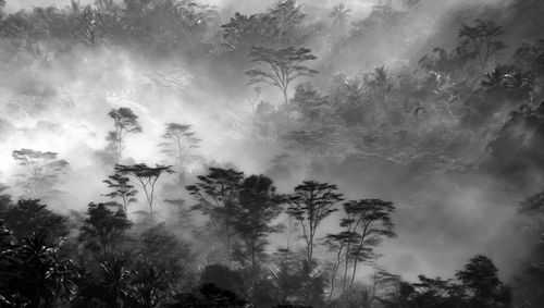 Low angle view of trees in forest against sky