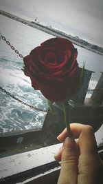 Close-up of hand holding rose in sea