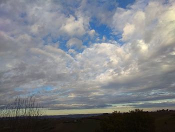 Low angle view of trees against sky