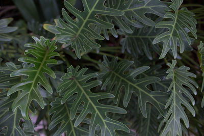 Full frame shot of green leaves