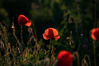 Close-up of red poppy flowers on field