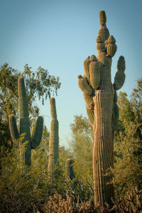 Low angle view of fresh cactus plants on field against sky