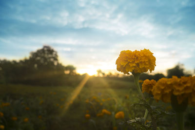 Close-up of yellow flowering plant on field against sky