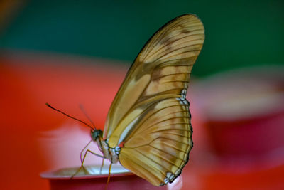 Close-up of butterfly on the candle