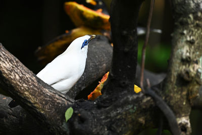 Close-up of bird perching on tree trunk