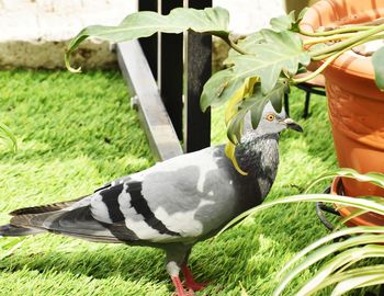 Bird perching on a field