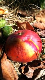 Close-up of apple on field