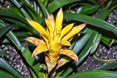 Close-up of yellow flowering plant leaves