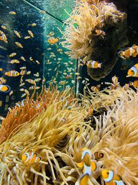 Fish swimming in sea