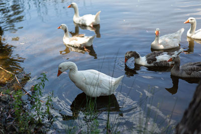 Ducks in the water in semi shade in a swamp