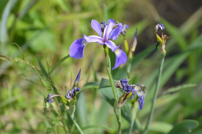 Close-up of insect on purple flowering plant