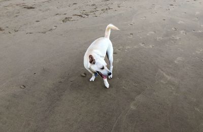 High angle view of dog on beach